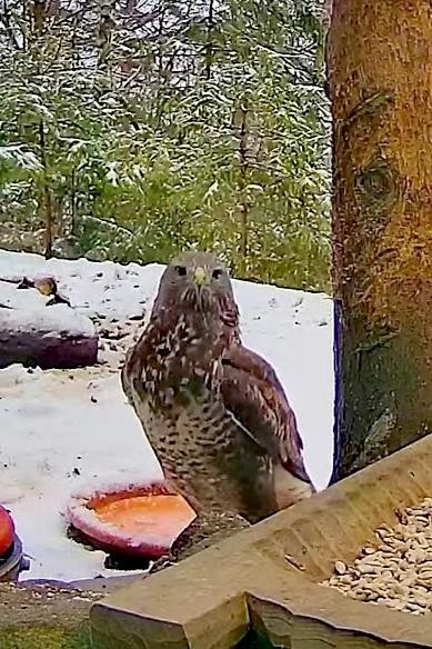 livebirdspoland_1ab3dd59aeae4120c5a5f115568aee6b.jpg