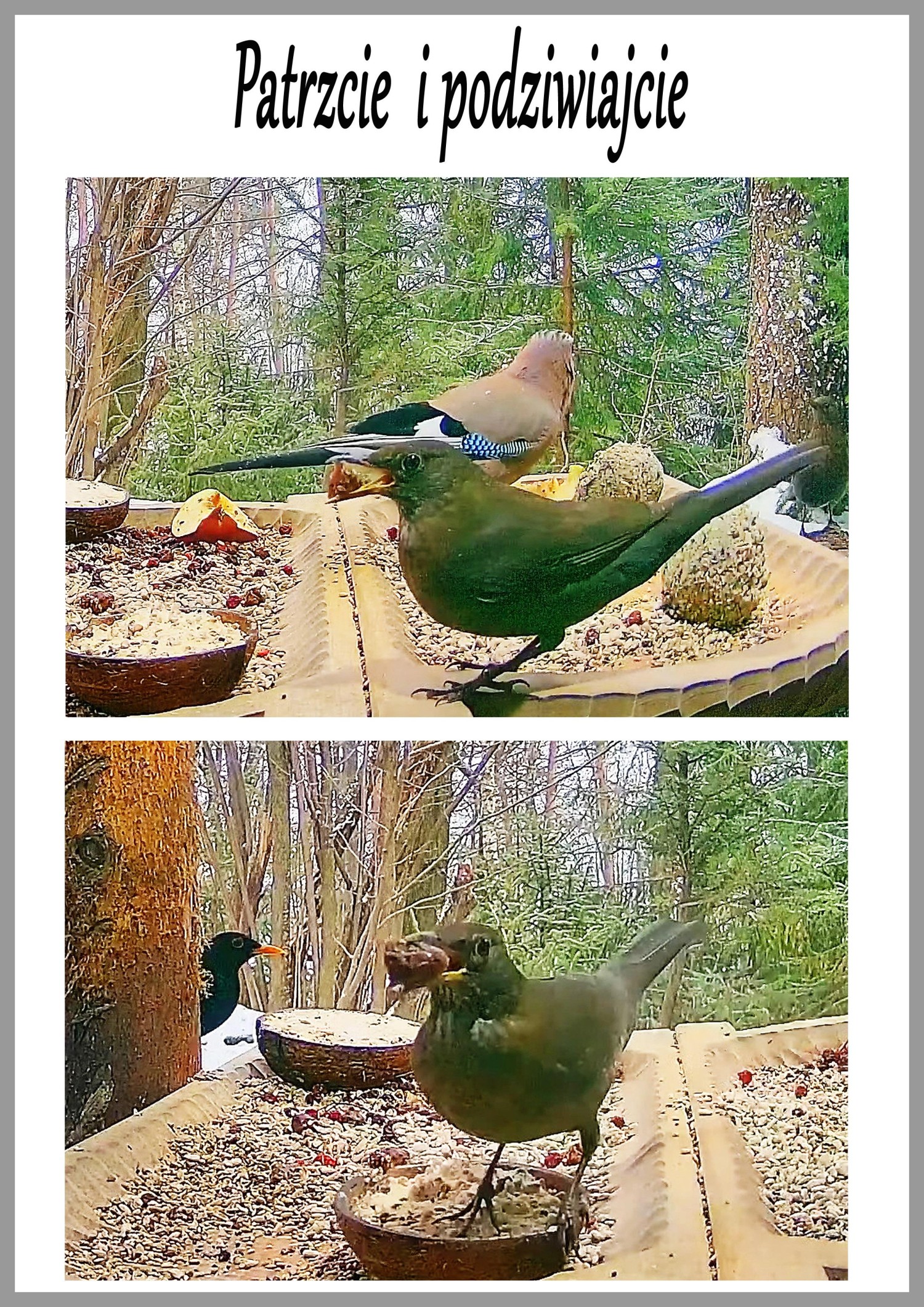 livebirdspoland_317d3d00d460cc19662980fe68b3c97c.jpg