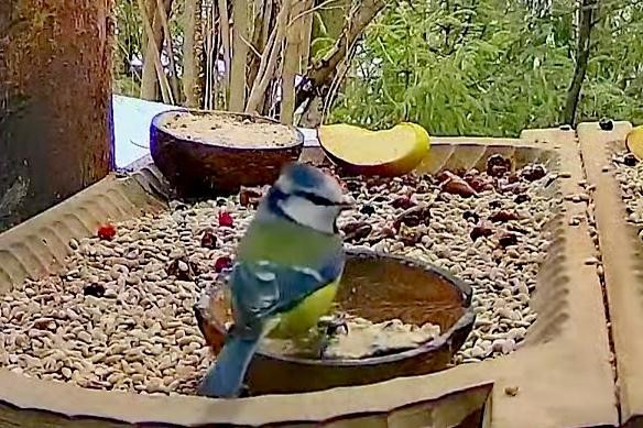 livebirdspoland_39e1542d2f58222a720a48435687c2e4.jpg