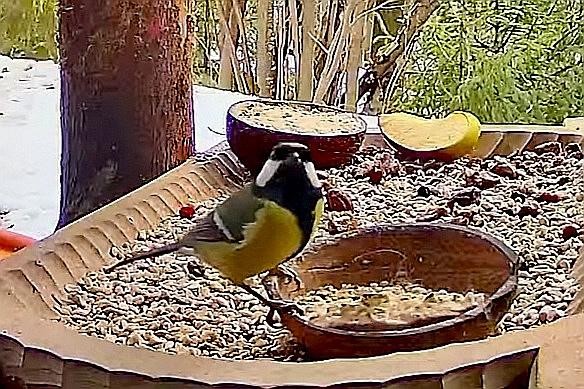 livebirdspoland_3c24f8d3a68a1b23003adc756ff1cedd.jpg