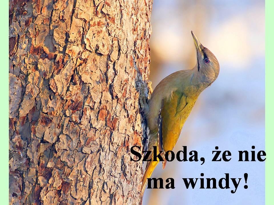 livebirdspoland_9c38580b742c4fb29a74f5d2b6ef5edb.jpg