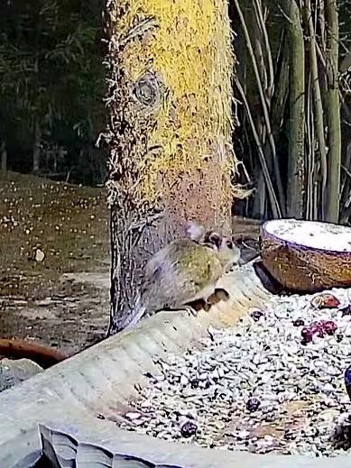 livebirdspoland_4c1c35f2f6b77d6283cbbcda6a398dbe.jpg