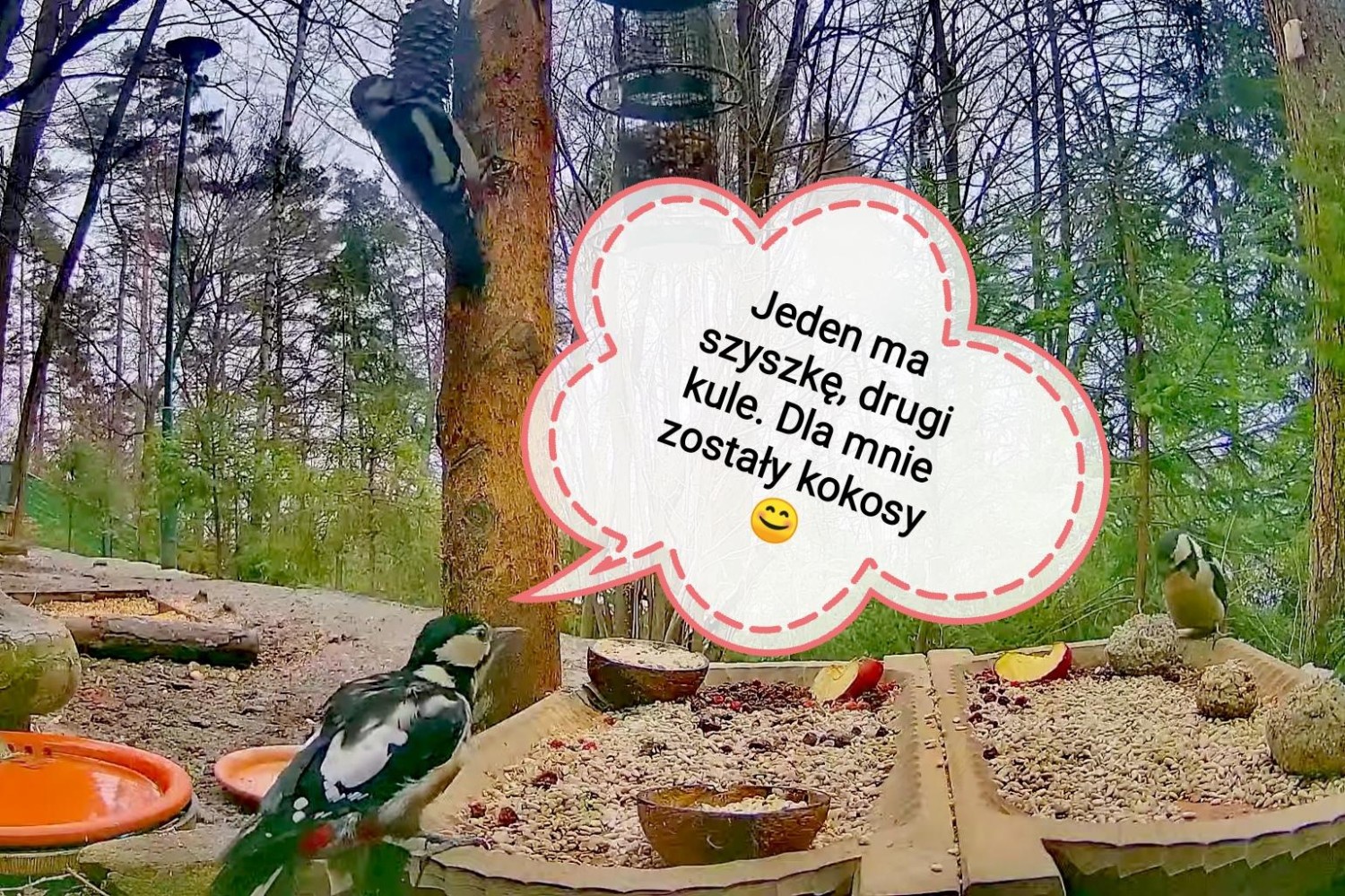 livebirdspoland_d3d774e3c34287c1168928cc98f6999d.jpg