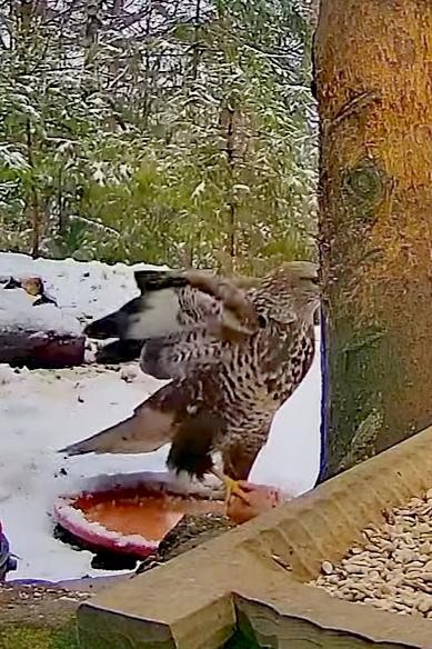 livebirdspoland_2d33ac34e235e639c9b3349efaca1a83.jpg