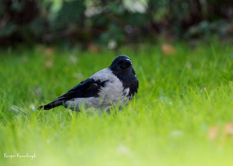livebirdspoland_0e275614d4b5d8c6e16bcac0abdc380a.png