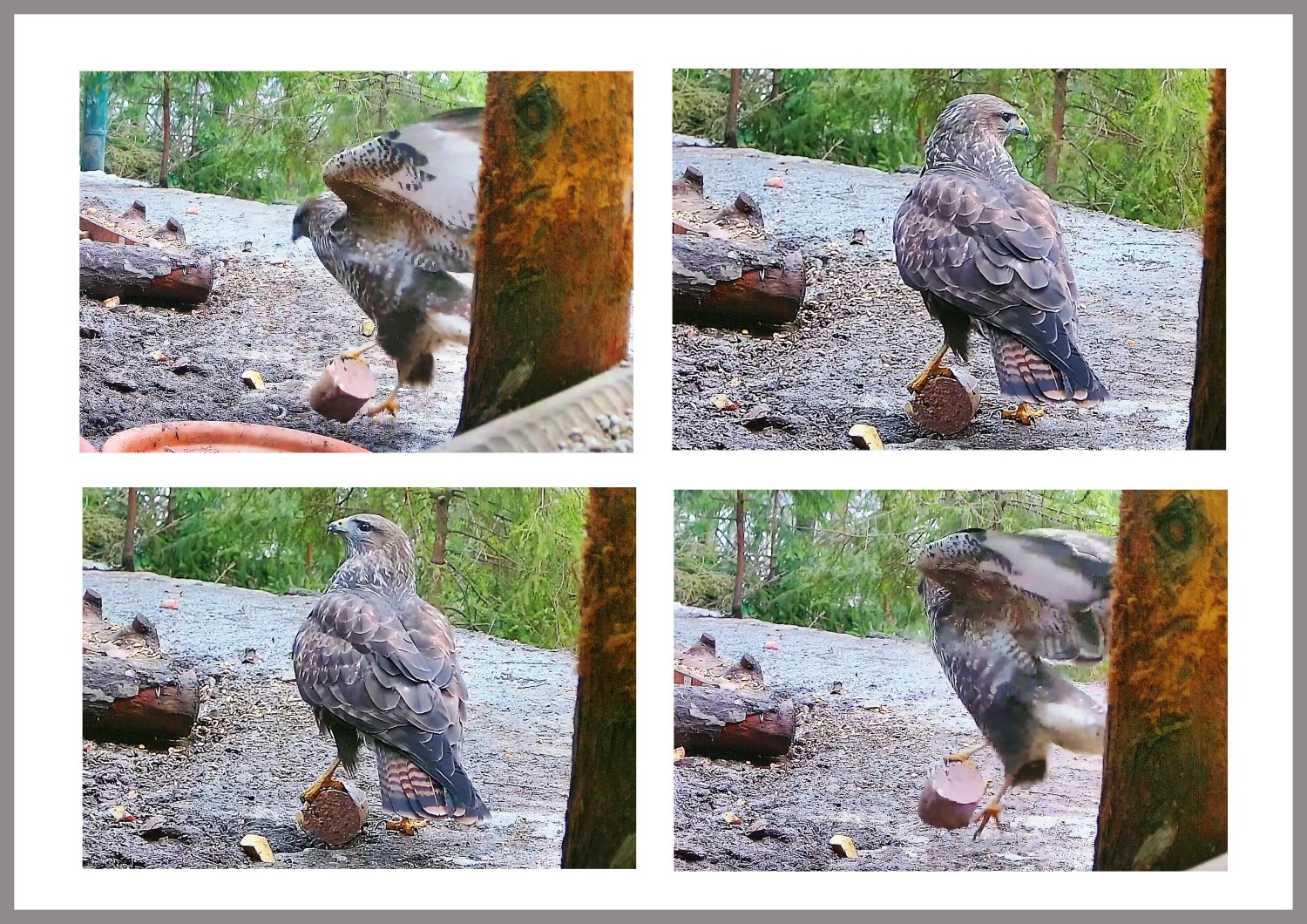 livebirdspoland_e5da1fd6ce7bdb362cdd052521a8f82e.jpg
