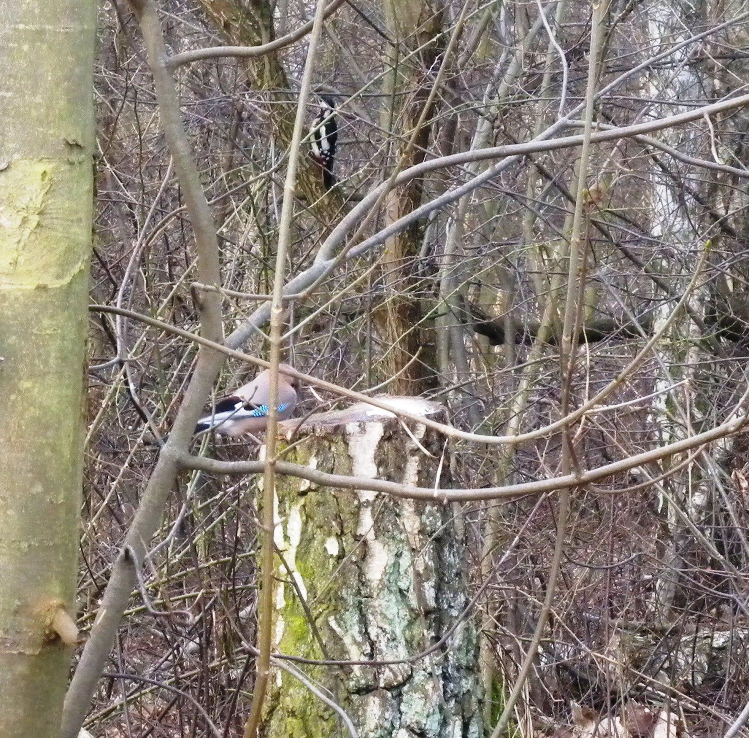 livebirdspoland_decfbf28716a46df50db72f0afbb8df3.jpg