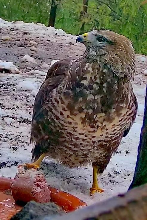 livebirdspoland_bae895a2c991d09b1e2684288721541a.jpg