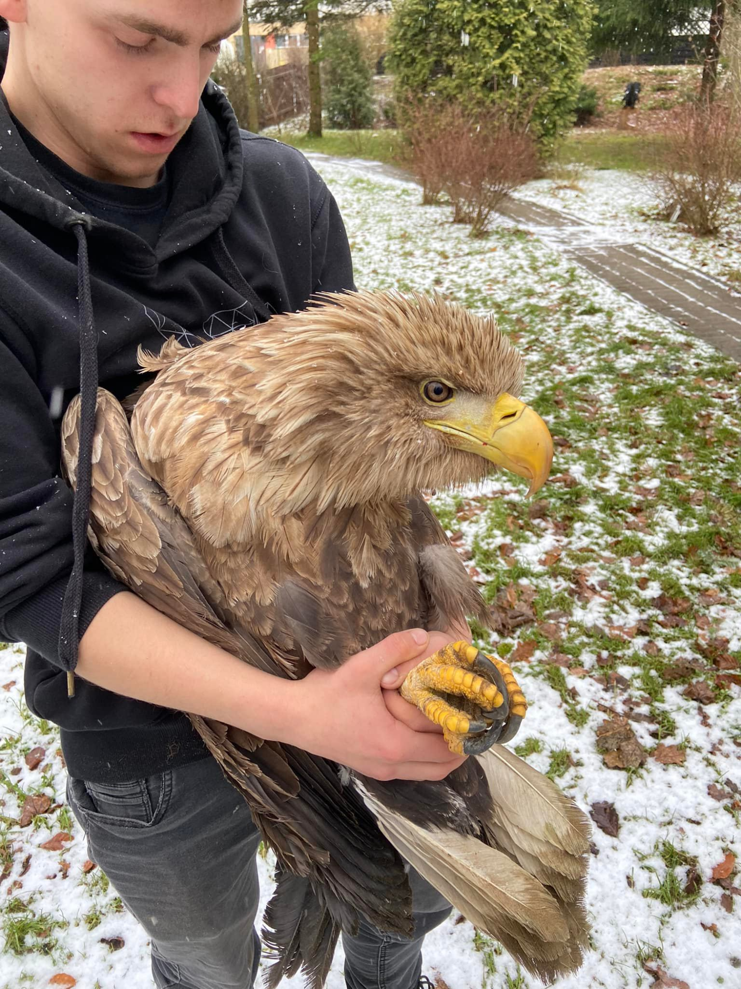 livebirdspoland_8352895d3fa47baee427a0ed5686e84c.png