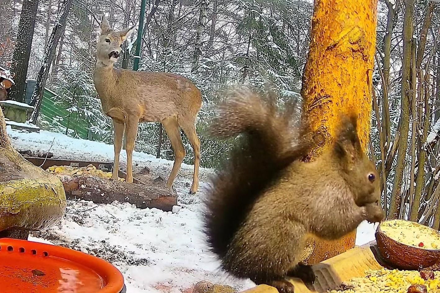 livebirdspoland_82801e6d308e7a3036f13dd120b43dfb.jpg