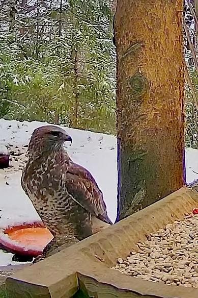 livebirdspoland_80cf84ee68c9f552e3ce2f34a3936b7c.jpg
