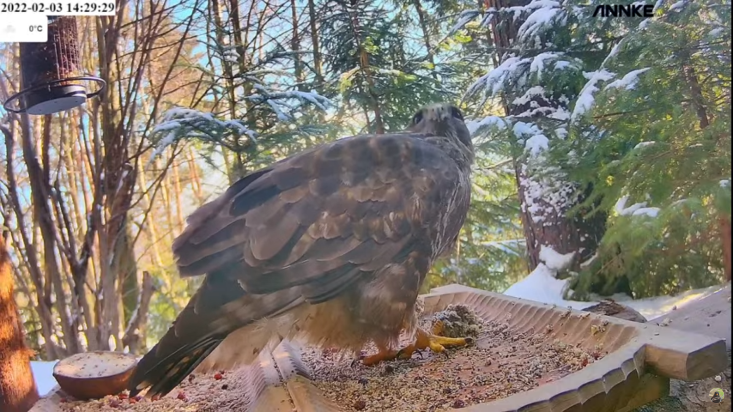 livebirdspoland_6871391e750353152b36fbad8716ed26.png