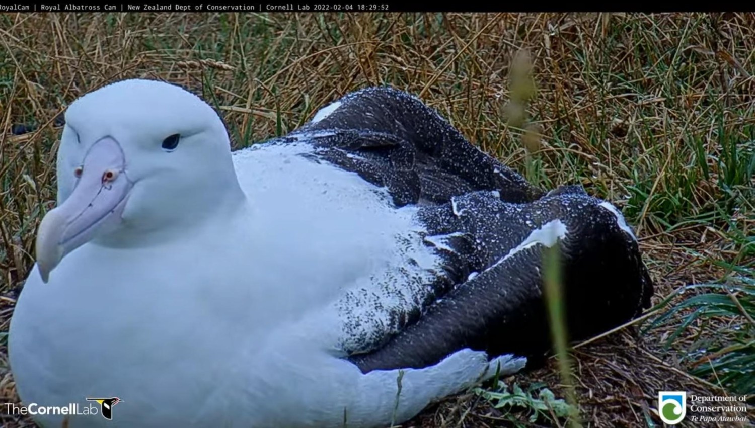 livebirdspoland_24df50b6204a4d3f3042f99ec9d9ded0.jpg