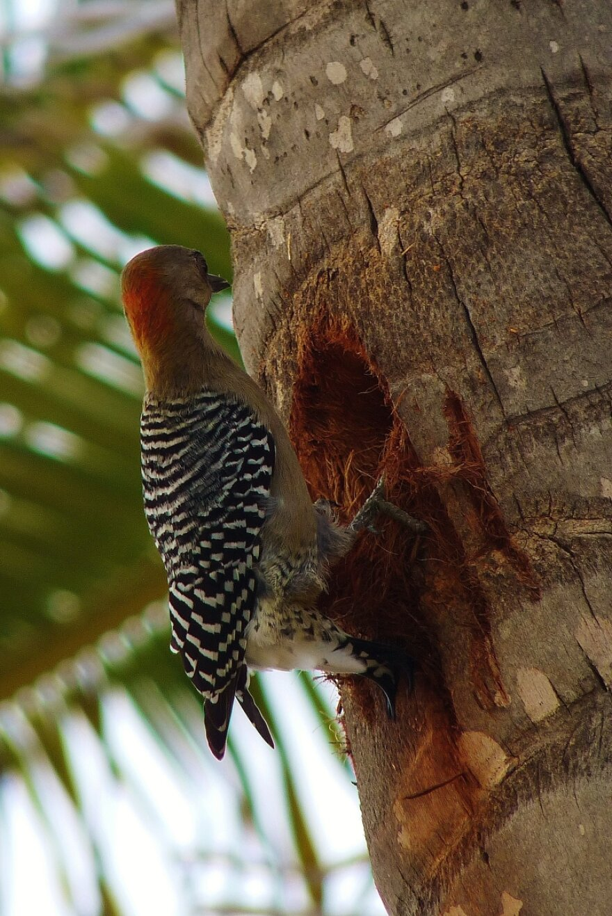 livebirdspoland_2ef4ec8d107e28ec5fe7282feacf07de.png