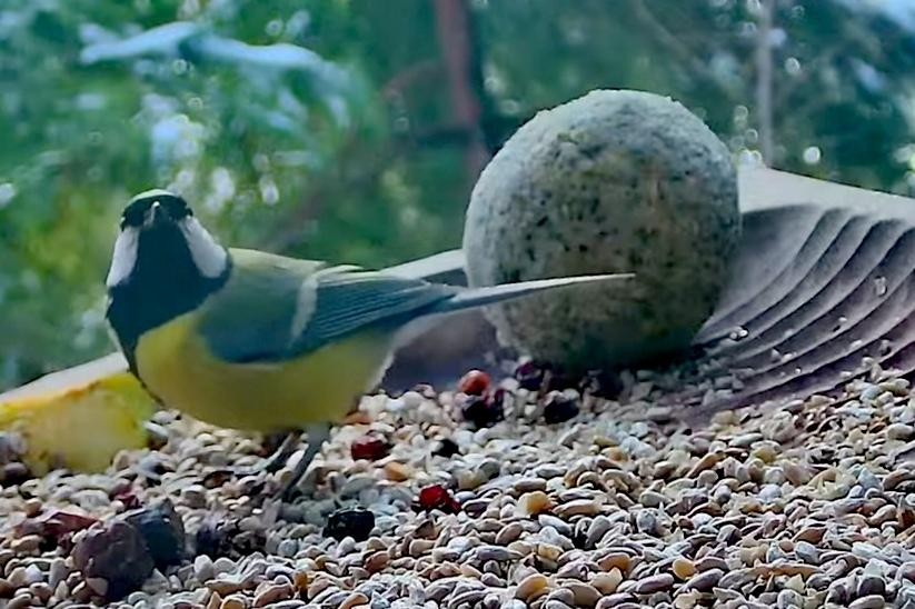 livebirdspoland_9f691ca53c4c5ee3216aa89e5167dcca.jpg