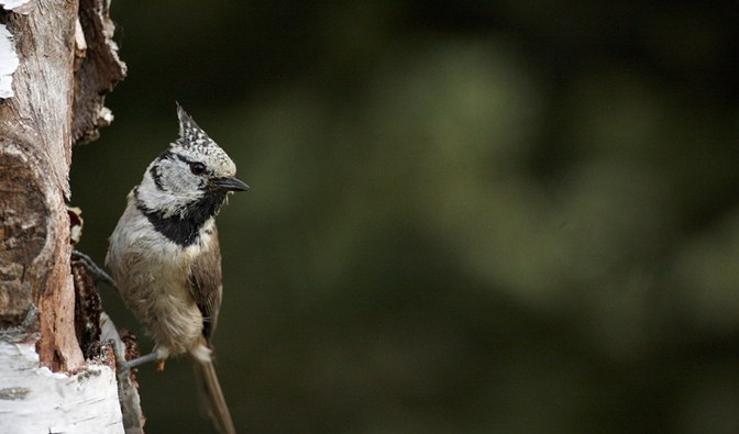 livebirdspoland_ce2f153257f58f1df9230fe265657b90.png
