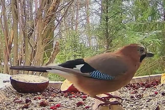 livebirdspoland_019fedc222fce792cb416634072db117.jpg