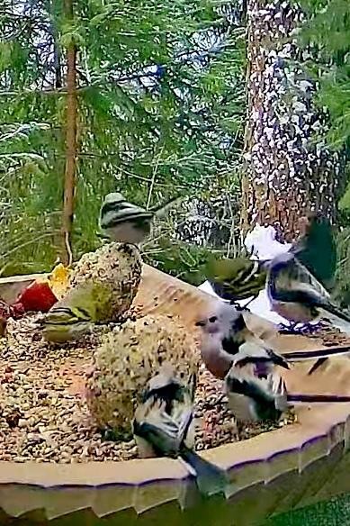 livebirdspoland_e1fbb17bdf89726d53d81ae1cf29f217.jpg