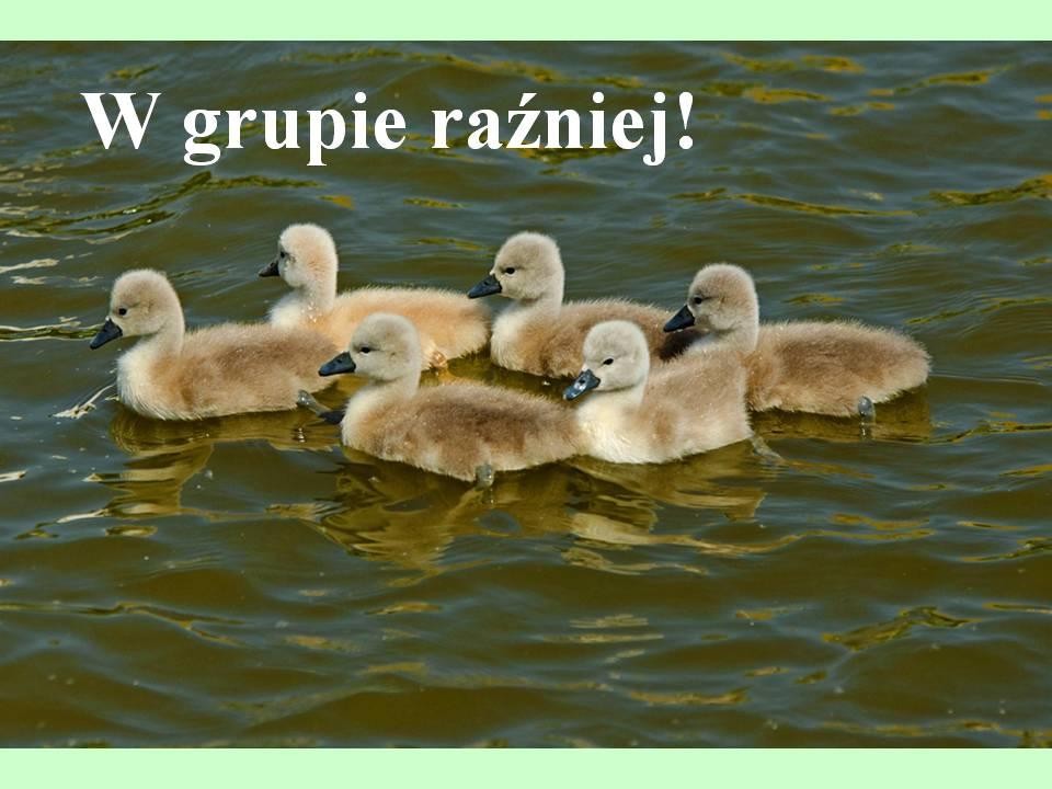 livebirdspoland_865556fe2b9dc7f26e5feb154587ac5e.jpg