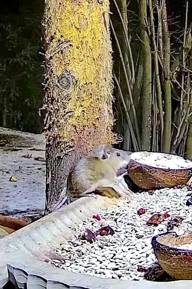 livebirdspoland_9d1b11f960d7cdd1c2489286fb23774c.jpg