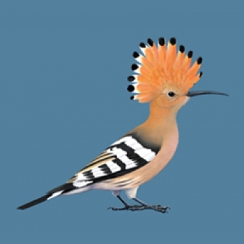 livebirdspoland_7c9b3cdd544e1ec709d1cda35bba92ac.png