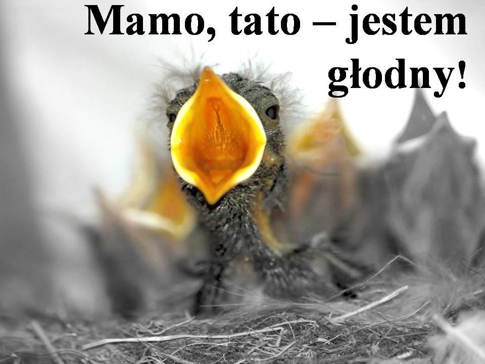 livebirdspoland_77a52a377f280cc06d376e8cd58398af.jpg