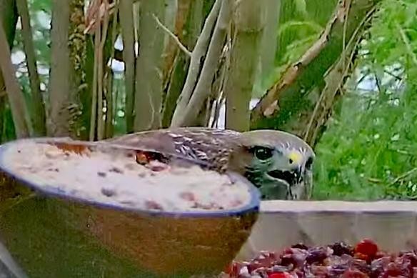 livebirdspoland_429c8c4940fd604f53bf87fff3852afe.jpg