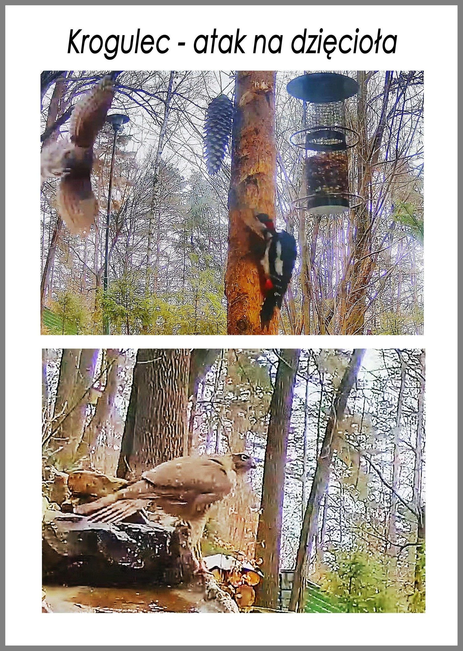 livebirdspoland_f105102f6a1e48f8c47b49132b2100d9.jpg