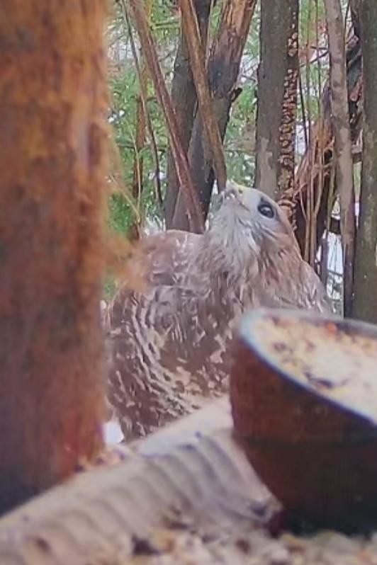 livebirdspoland_54ecde6036c866448a3540f24d7a99c1.jpg