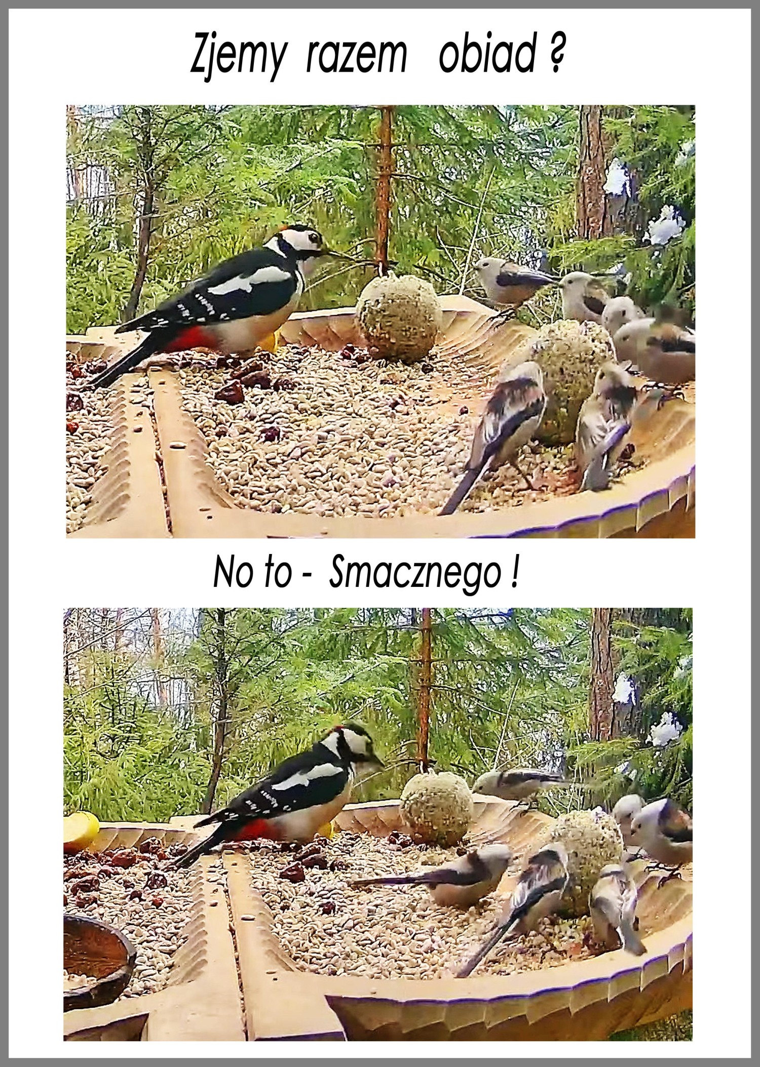 livebirdspoland_4cc44acbb1d3fbc13db45e74a200abce.jpg