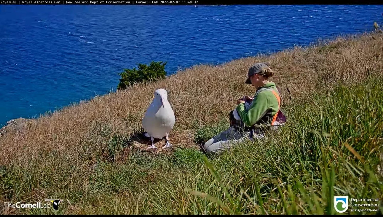 livebirdspoland_e290db9483fbb767bfc8b5199d2b7e88.jpg