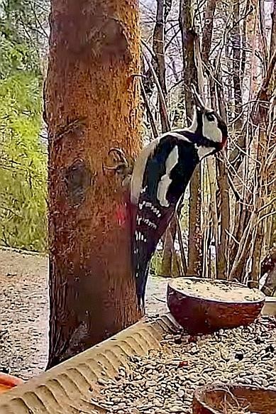 livebirdspoland_8afc029fb46892da5430d8a4158f6b04.jpg