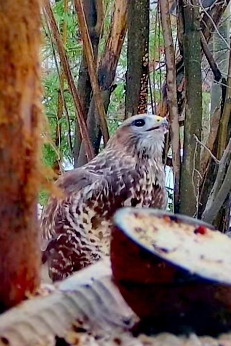 livebirdspoland_ac0bae24ac0fdcbda1b80e5aaac27d19.jpg
