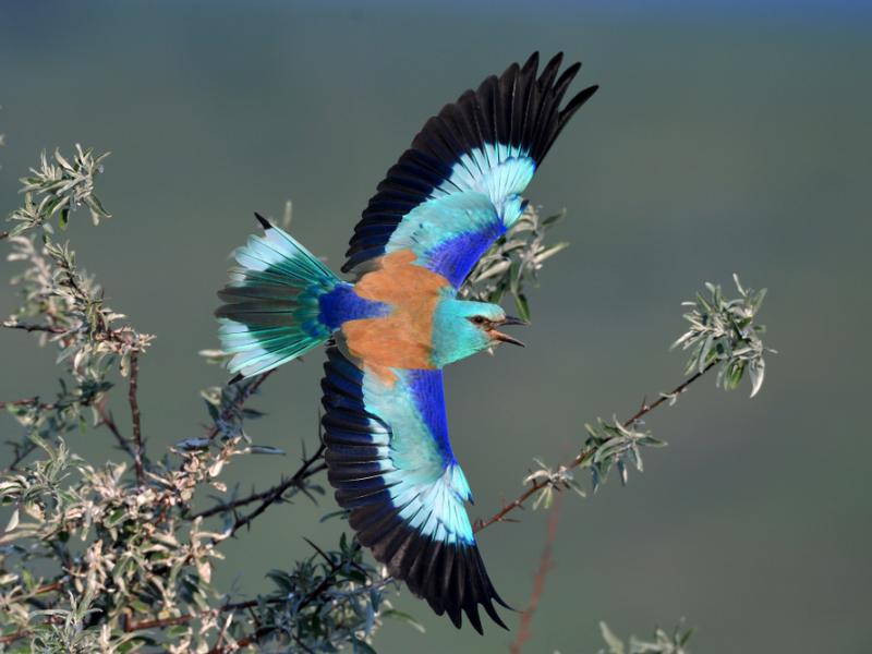 livebirdspoland_ee07173071dbcf8fa021211847406019.png