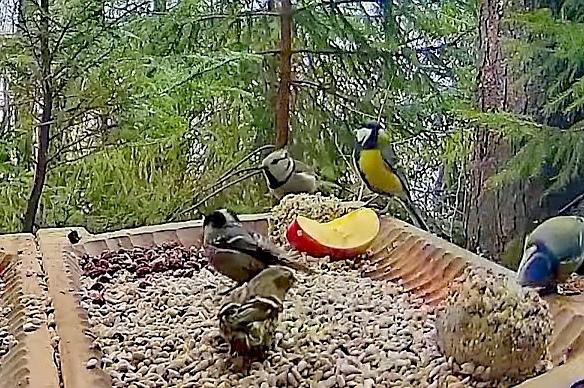 livebirdspoland_0d688e2fbe7abbcde5e15fa2b4650c2b.jpg