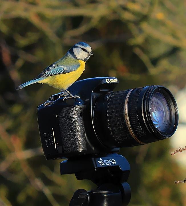 livebirdspoland_2126d05bac67d75ce08aca0e8f1835ef.jpg