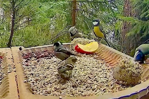 livebirdspoland_61b931969aeb92978a8d6d3b19021ed5.jpg