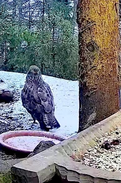 livebirdspoland_8a4ce7f16d8680eaa2438b4470d74582.jpg