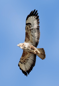 livebirdspoland_cc7afc44590f0e7b7e10cc1107d7d202.png