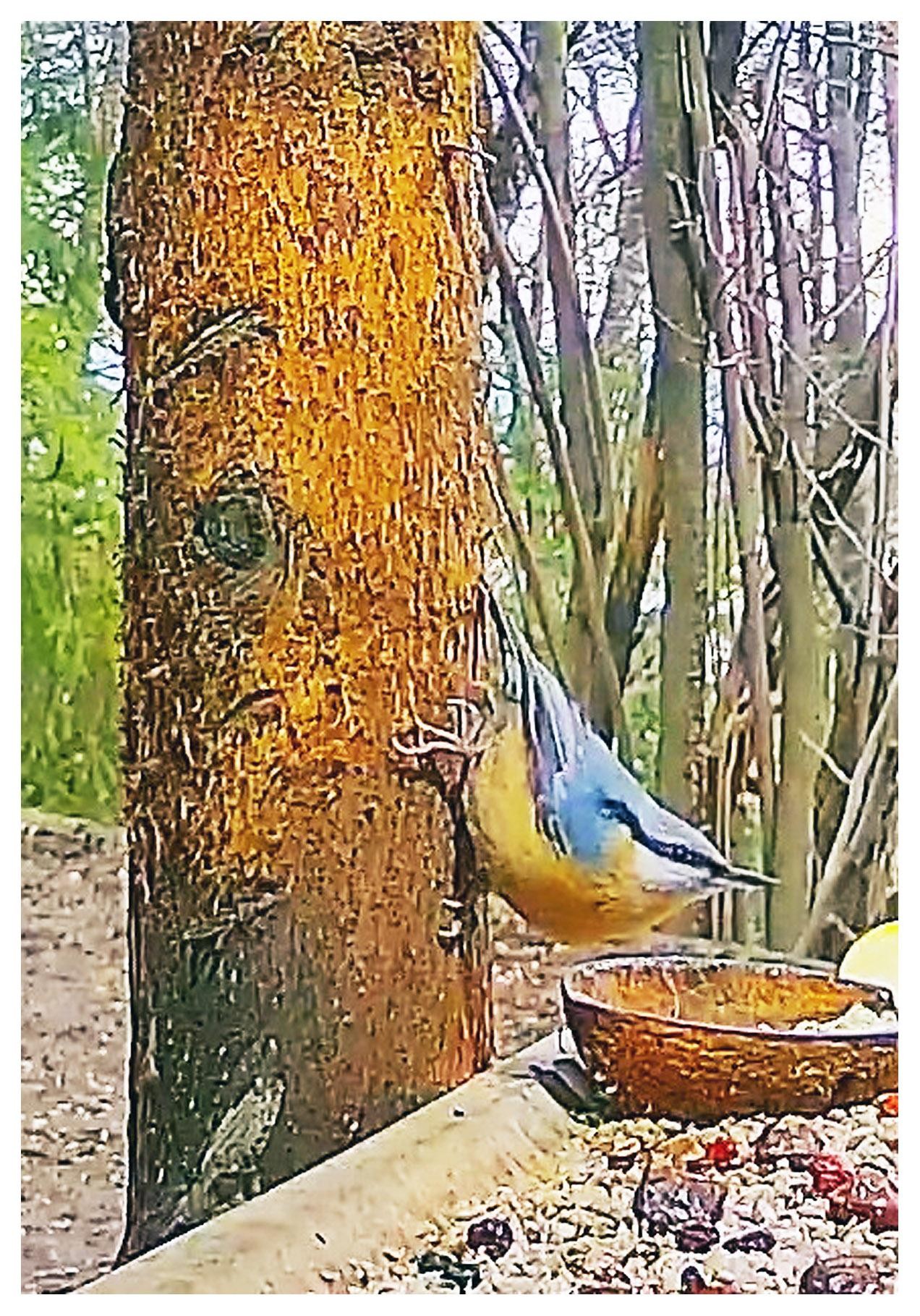 livebirdspoland_77c2154200736e6778a43ae8628a4e62.jpg