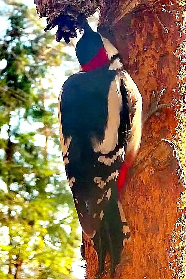 livebirdspoland_0a4e59f2d28136231ee402219b0a2593.jpg