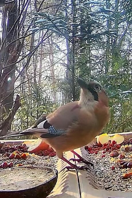 livebirdspoland_b94cf3f339ba402d02c80b703166cd73.jpg