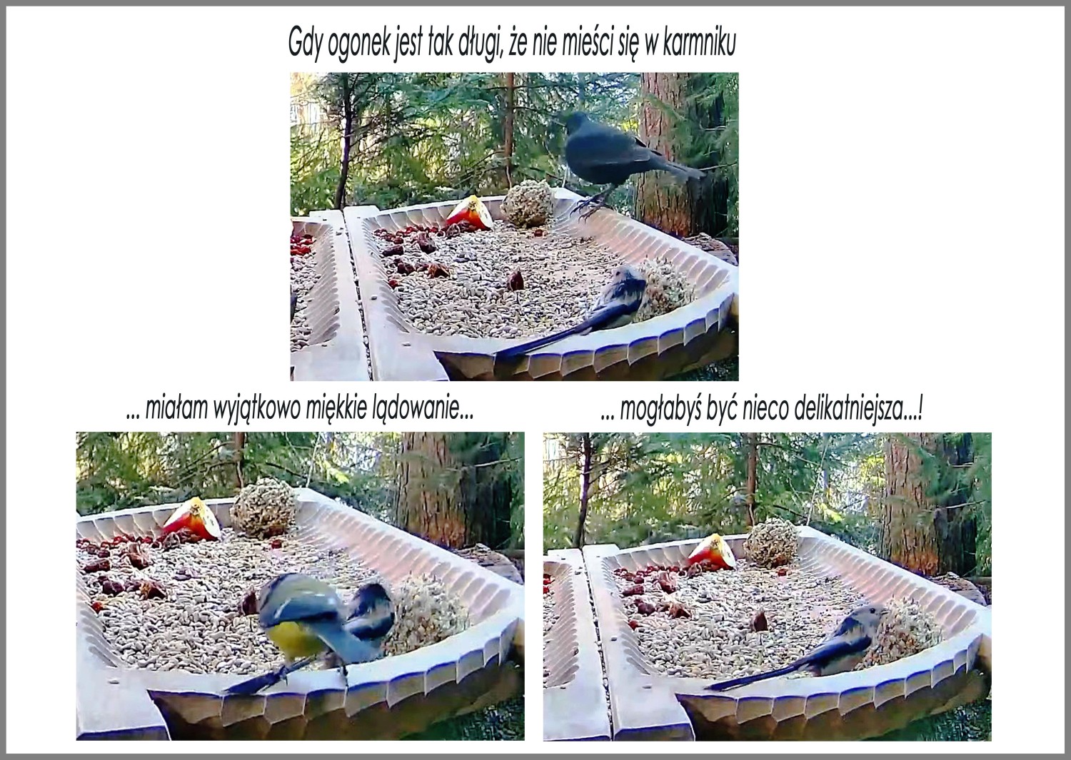 livebirdspoland_f02a24c19bed79a6d7f28782a95815ac.jpg
