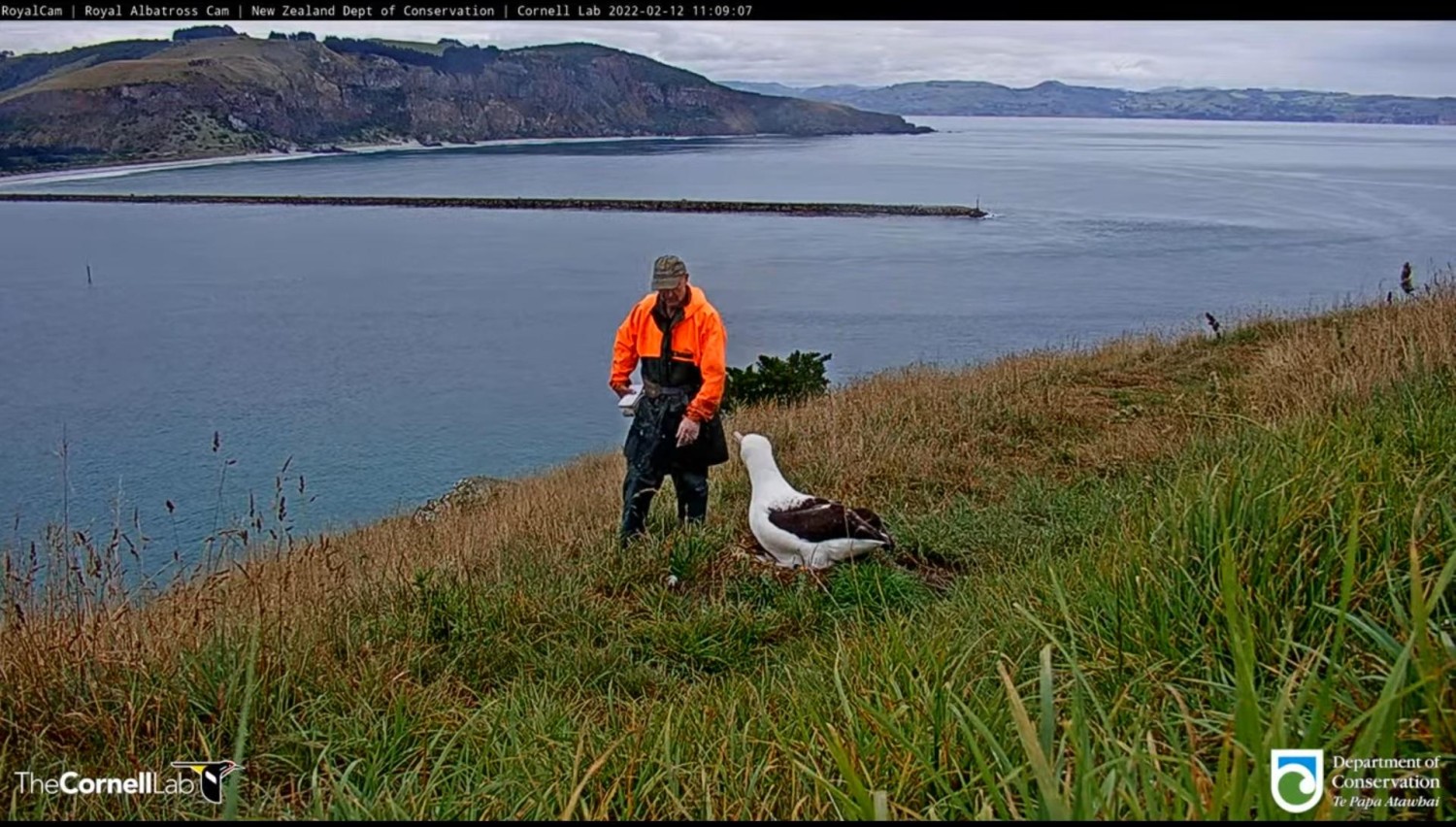 livebirdspoland_315ce92d1fa973c0148533bd5d909950.jpg