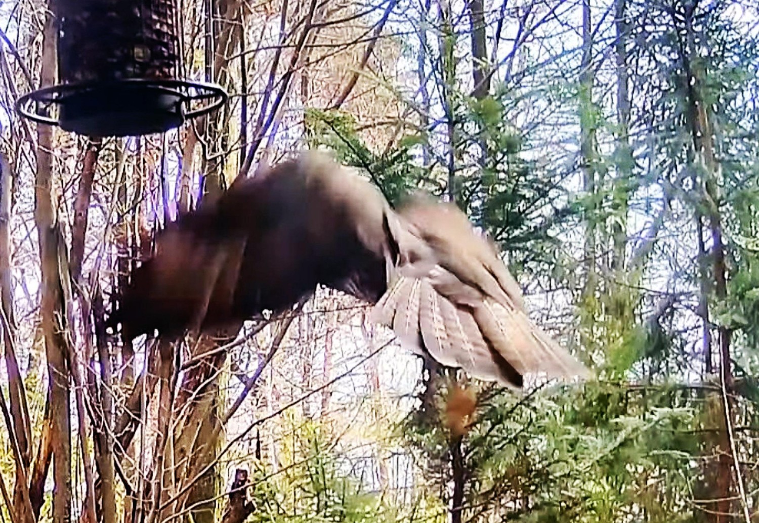 livebirdspoland_fda5f4b58e6f30a6de8441f238904c20.jpg