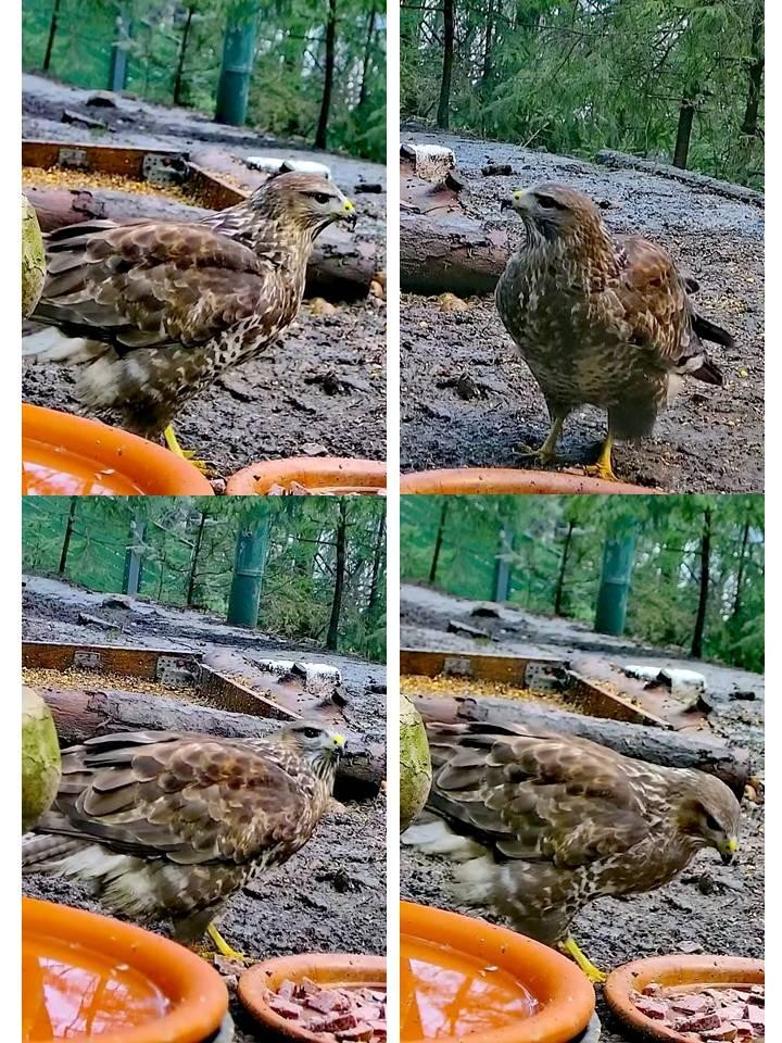 livebirdspoland_8bb0411d0ff4b03cab8ef5a3e0c4fb1d.jpg