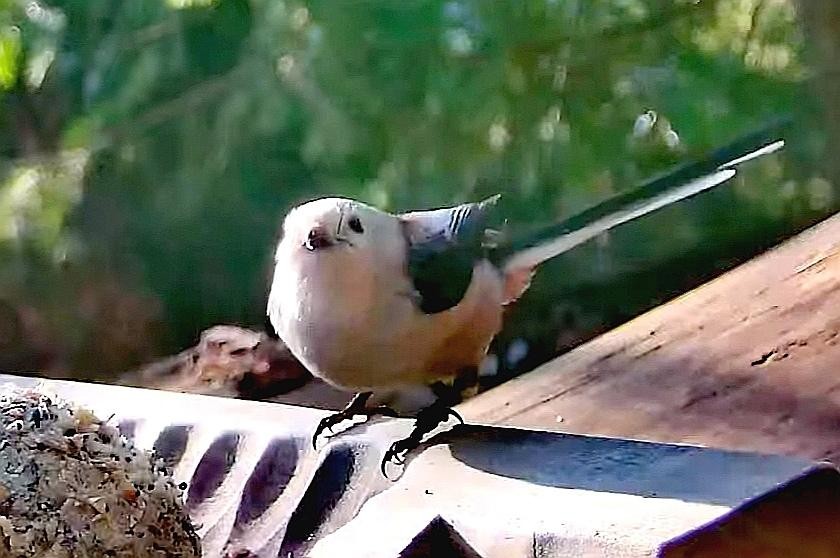 livebirdspoland_ab9d26ed45ae40da84f2dffe9d287edd.jpg