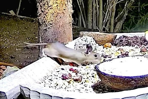 livebirdspoland_6162eb896908c71a8cca7a0efc7bbe1c.jpg