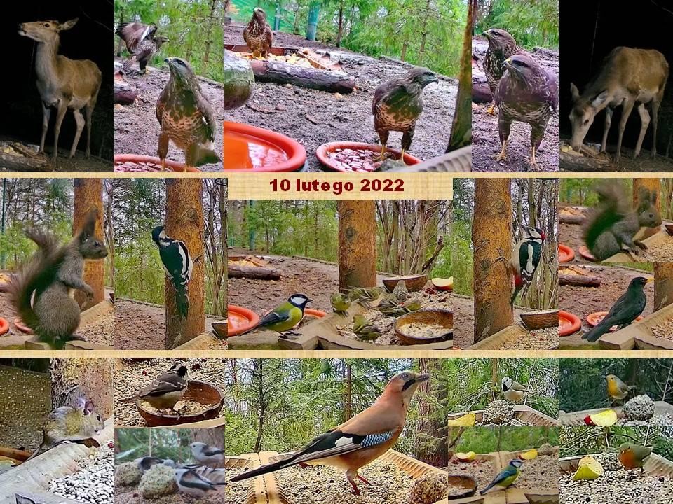 livebirdspoland_25a7aae2cf2f19708a70b0b4f49cd58c.jpg