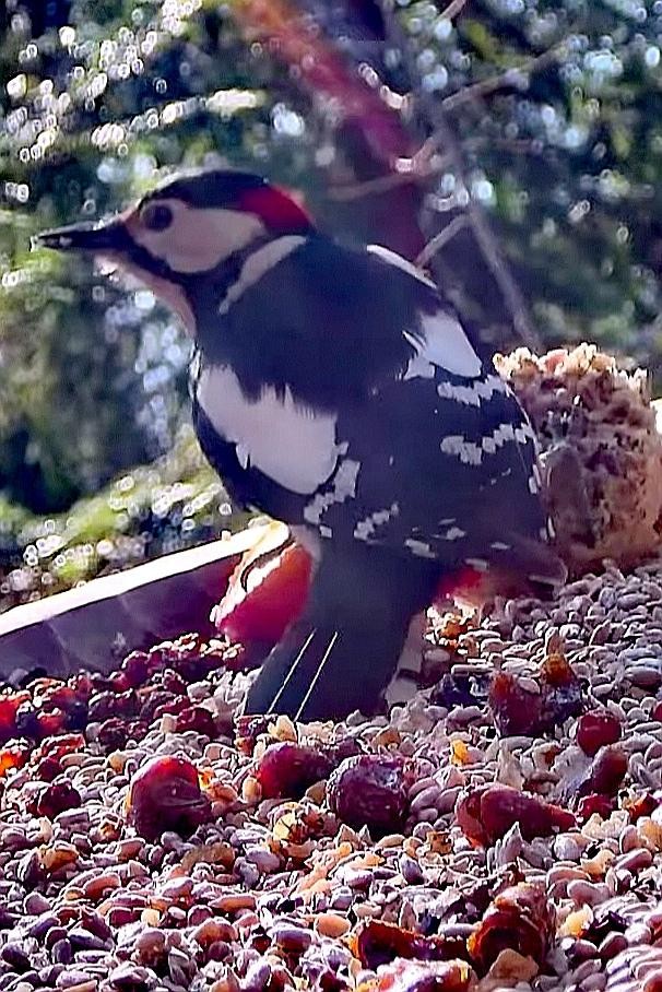 livebirdspoland_183a9642053e99c69f0955ff73556e8f.jpg